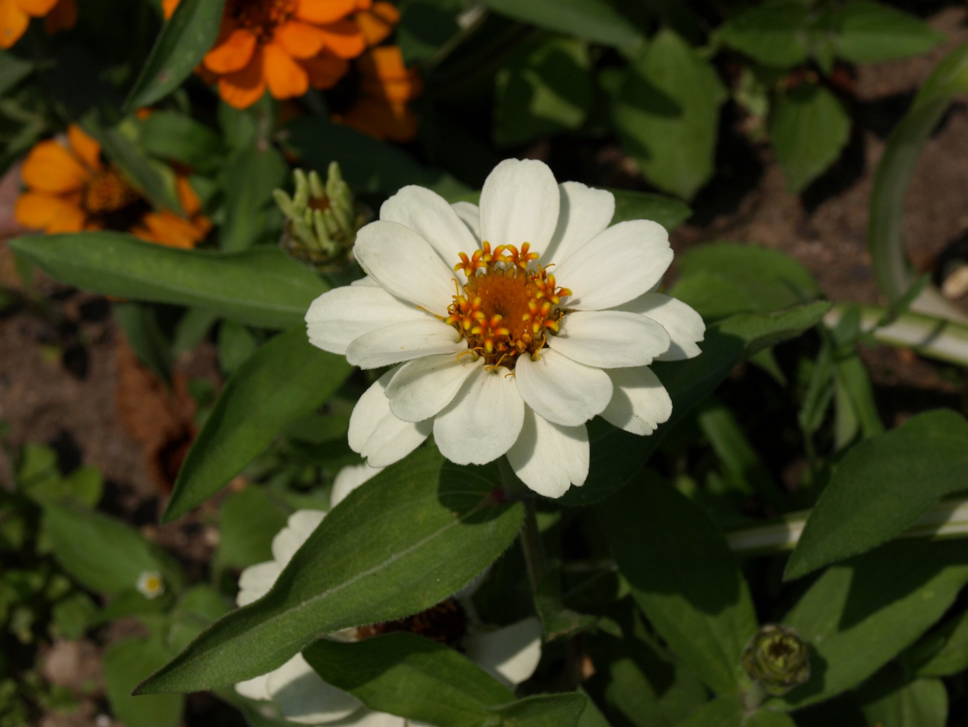 White Garden Flower